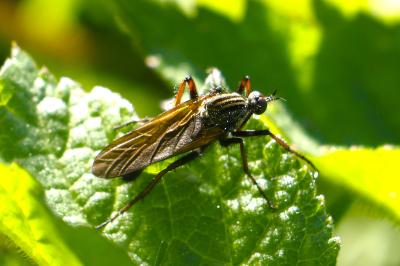 <i>Empis tessellata</i>