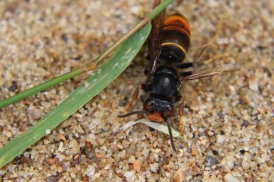 <i>Vespa velutina</i>