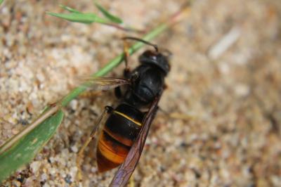 <i>Vespa velutina</i>