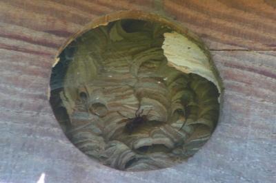<i>Vespa crabro</i>
