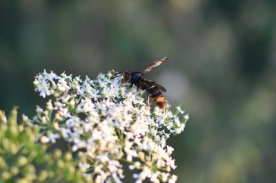 Vespa velutina