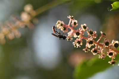<i>Ammophila sabulosa</i>