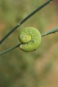 <i>Cimbex luteus</i>