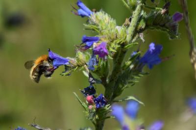 <i>Bombus pascuorum</i>