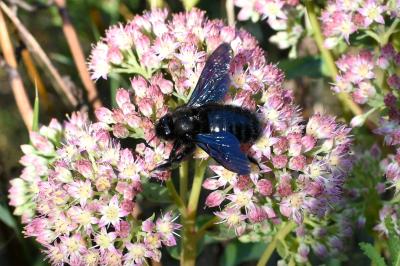 <i>Xylocopa violacea</i>