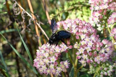 <i>Xylocopa violacea</i>