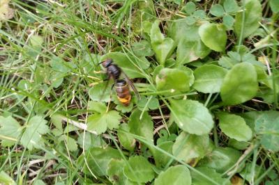 <i>Vespa velutina</i>