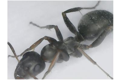 <i>Formica cunicularia</i>