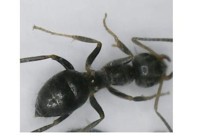 <i>Lasius niger</i>