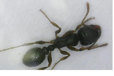<i>Tetramorium</i>