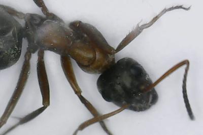<i>Formica rufibarbis</i>