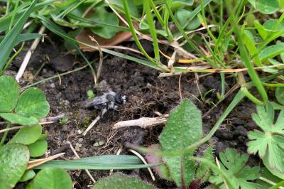 <i>Andrena cineraria</i>