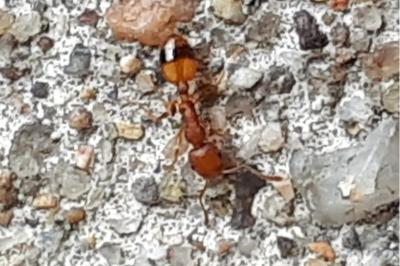 <i>Temnothorax unifasciatus</i>