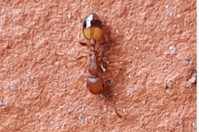 <i>Temnothorax unifasciatus</i>