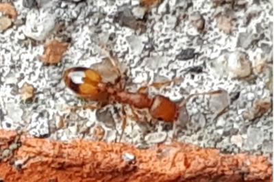 <i>Temnothorax unifasciatus</i>
