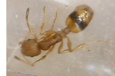 <i>Temnothorax unifasciatus</i>