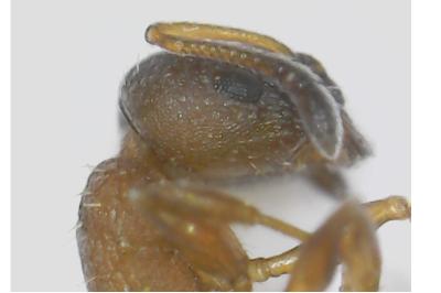 <i>Temnothorax unifasciatus</i>