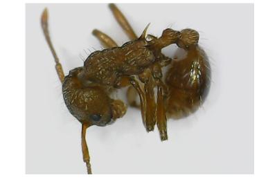 <i>Myrmica specioides</i>