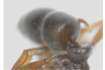 <i>Hypoponera eduardi</i>