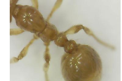<i>Solenopsis fugax</i>
