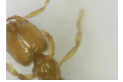 <i>Solenopsis fugax</i>