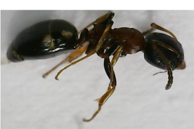 <i>Dolichoderus quadripunctatus</i>