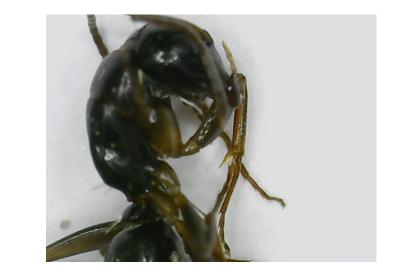 <i>Camponotus fallax</i>