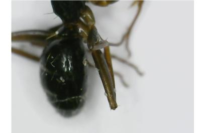 <i>Camponotus fallax</i>