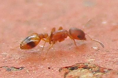 <i>Temnothorax unifasciatus</i>