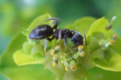 <i>Lasius niger</i>