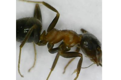 <i>Lasius emarginatus</i>