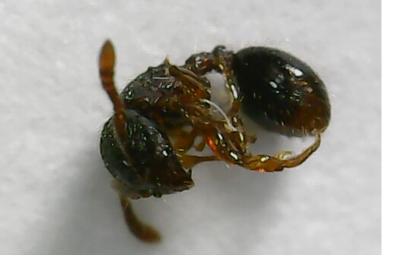 <i>Myrmecina graminicola</i>