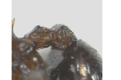 <i>Myrmecina graminicola</i>