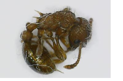<i>Myrmica scabrinodis</i>