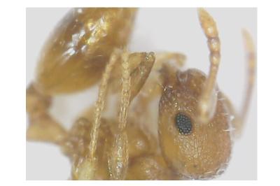 <i>Temnothorax nylanderi</i>