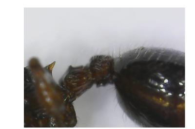 <i>Myrmecina graminicola</i>