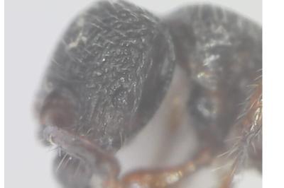 <i>Myrmecina graminicola</i>