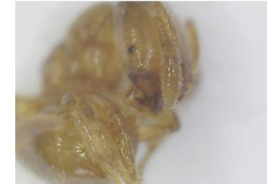 <i>Solenopsis fugax</i>