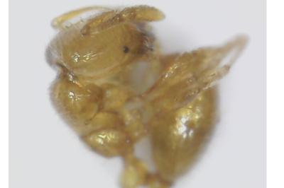 <i>Solenopsis fugax</i>