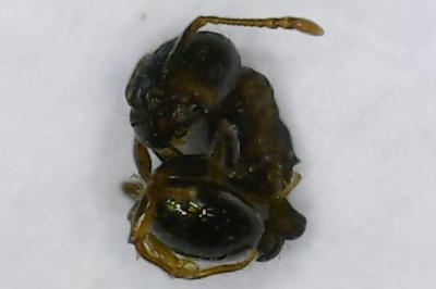 <i>Tetramorium caespitum</i>