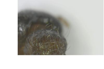<i>Tetramorium caespitum</i>