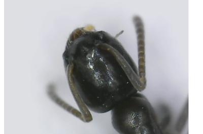 <i>Tapinoma pygmaeum</i>