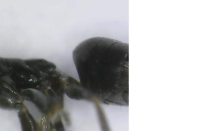<i>Tapinoma pygmaeum</i>