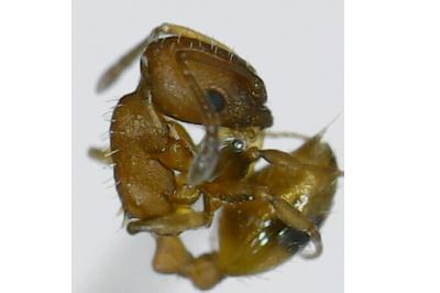 <i>Temnothorax unifasciatus</i>