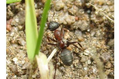 <i>Formica rufibarbis</i>