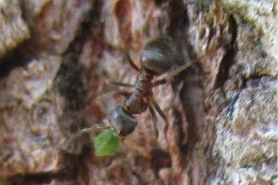 <i>Lasius</i>