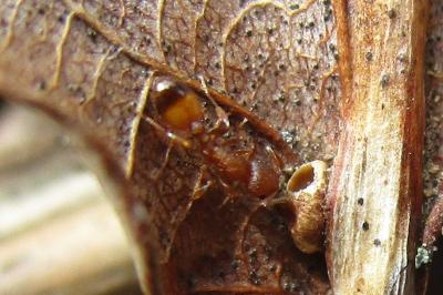 <i>Temnothorax unifasciatus</i>