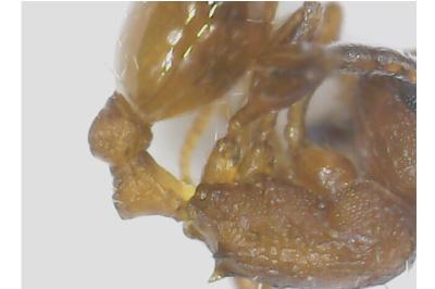<i>Temnothorax unifasciatus</i>