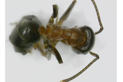 <i>Lasius emarginatus</i>