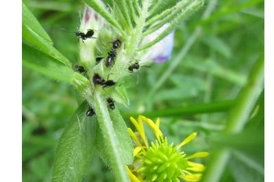 <i>Tapinoma erraticum</i>